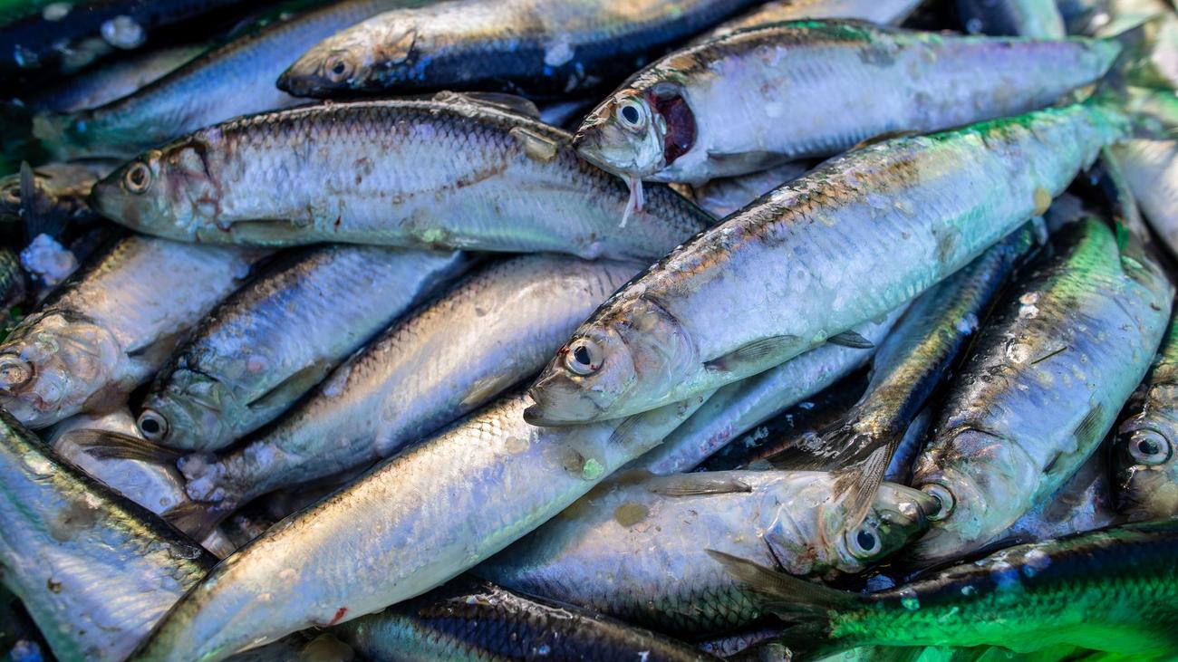 Fischfang: Heringsfischerei in der Ostsee – Kritik an EU-Plänen wächst