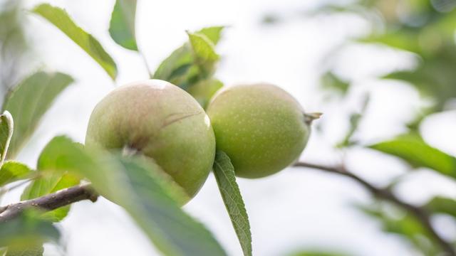Noch Lagerbestände: Äpfel günstiger trotz Trockenheit – Bauern unter Druck
