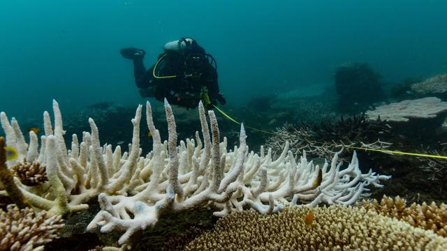 Bild: Globale Bestandsaufnahme: Bericht: Korallenriffe haben kaum noch Zeit zur Erholung