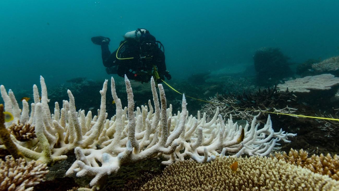 Globale Bestandsaufnahme: Bericht: Korallenriffe haben kaum noch Zeit zur Erholung