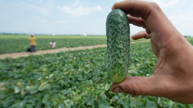 Bavaria’s cucumber harvest enters final stretch as irrigation raises questions