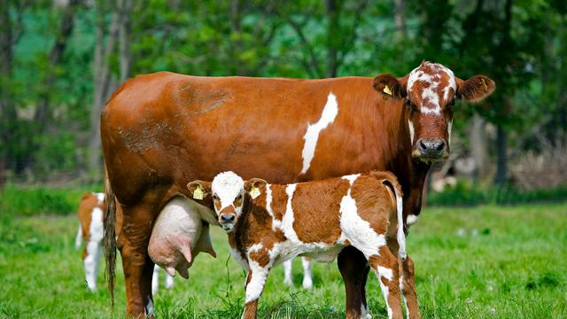 Virus bei Rindern: Shamonda-Virus erstmals bei Rindern in Sachsen nachgewiesen