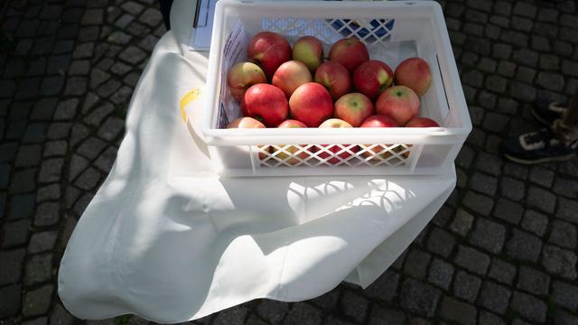 Obsternte: Apfelernte: Geringere Erträge bei guter Qualität