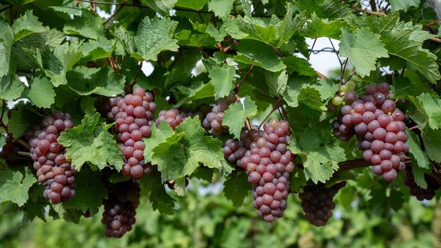 Lost grape shipment turns German road into a slip hazard