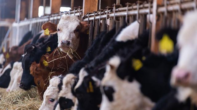 Jahr der Landfrauen: Erbfolge bremst Frauen als Chefinnen auf dem Bauernhof aus