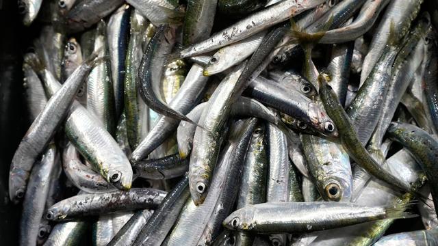 Einzelhandel: Sardinen in Lebensmittelgeschäften teilweise knapp