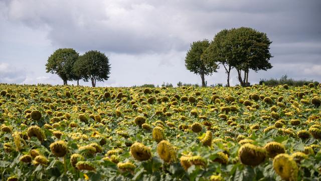 Wettervorhersage: Viele Wolken bei sommerlichen Temperaturen
