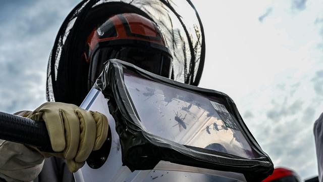 Rasante Ausbreitung: Asiatische Hornisse - reichen Maßnahmen zur Eindämmung aus?