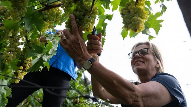 Sächsischer Wein: Klepsch: Weintourismus gewinnt an Bedeutung in Sachsen