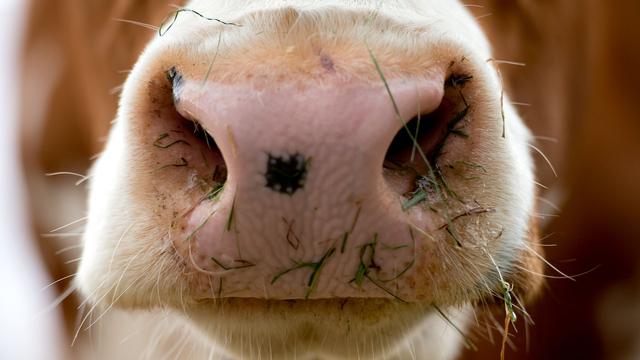 Rinder-Erreger: Neues Shamonda-Virus breitet sich bei Rindern aus