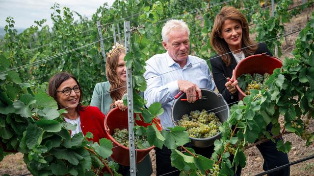 Fränkischer Wein: Weinlese startet - Winzer erwarten «guten Jahrgang»