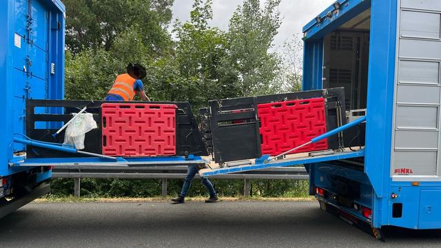 Panne auf der A70: 160 Schweine müssen auf Autobahn umsteigen