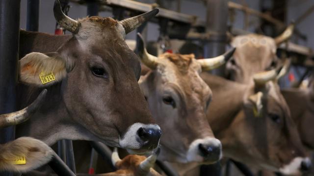 Landwirtschaft: Fieber, weniger Milch - Rinder von Shamonda-Virus betroffen