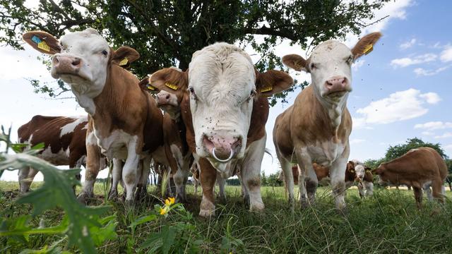 Shamonda-Virus: Neues Virus in Niedersachsen - Was ist darüber bekannt?