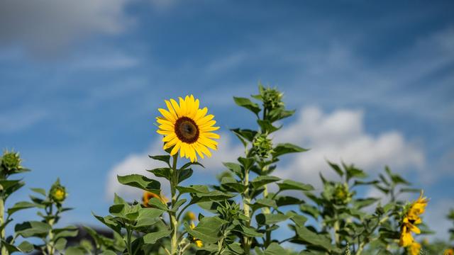 Wetter: Sonniger Start ins Wochenende - doch Regen ist in Sicht