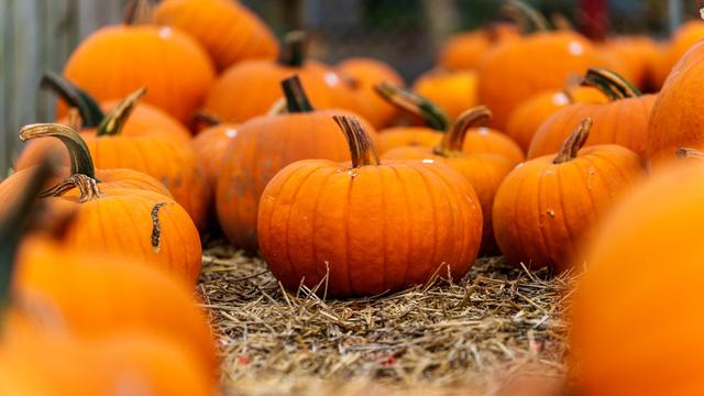 Grund zum Feiern: Was der Herbst Schönes bringt - Feste und Märkte in Hessen