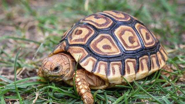 Tiere: Woher kommen die Schildkröten? - Speyer auf Spurensuche