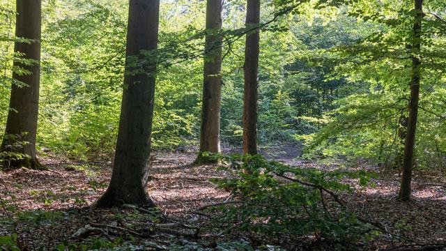Herbst: Dürre und Klimawandel: Wie sicher ist der Waldspaziergang?