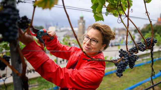 Rotwein aus Hamburg: Rotweinlese am Hamburger Hafen - «knappe Nummer»