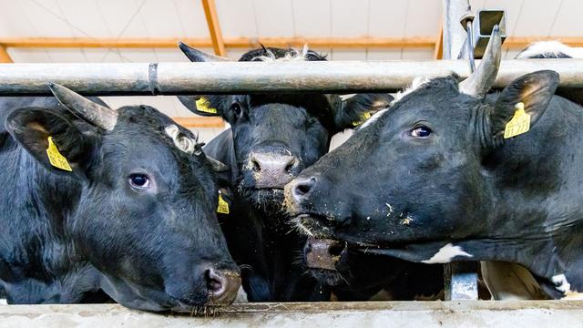 Neue Krankheit im Stall: Shamonda-Virus breitet sich aus - wie gefährlich es ist