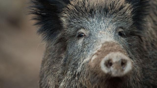 Unfall: Wildschwein und Motorrad stoßen zusammen