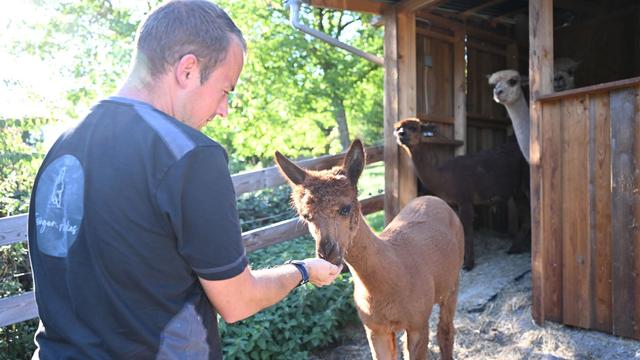 Ärger um Tierzucht: Alpakas im Garten: Ein Traum zwischen zwei Behörden