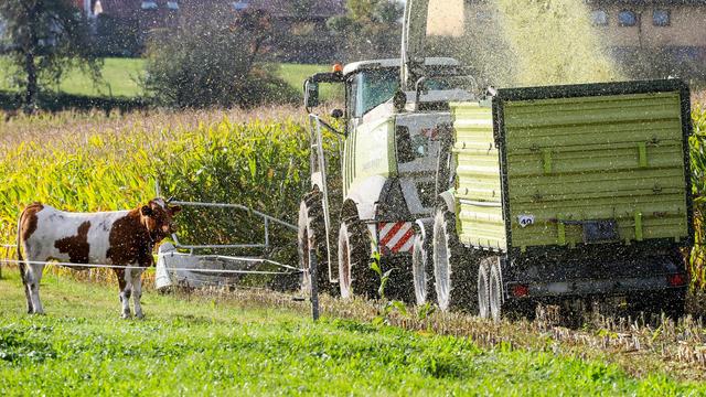 Unfälle: Maishäcksler in Schieflage: Aufwendige Bergung