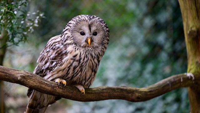 Naturschutzprojekt: 28 junge Habichtskäuze in Nordostbayern ausgewildert