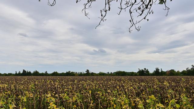 Herbstwetter: Wolken und Abkühlung erwartet