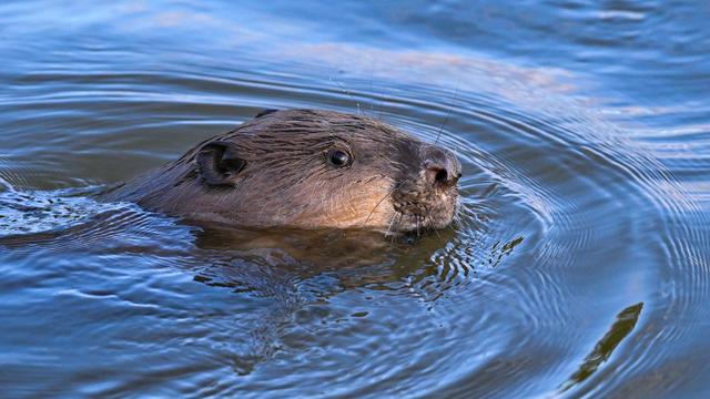 Bild: Ungewöhnlicher Vorfall: Biber darf nach Angriff auf Schwimmer an Waldsee bleiben