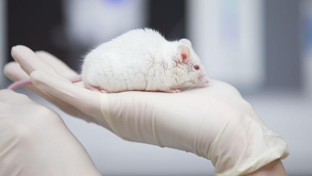 Alternativen gesucht: Geht es ohne? – Wie Tierversuche ersetzt werden sollen