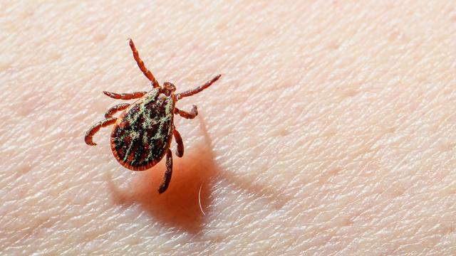 Zecken: Weniger Borreliose-Fälle in Thüringen als 2025