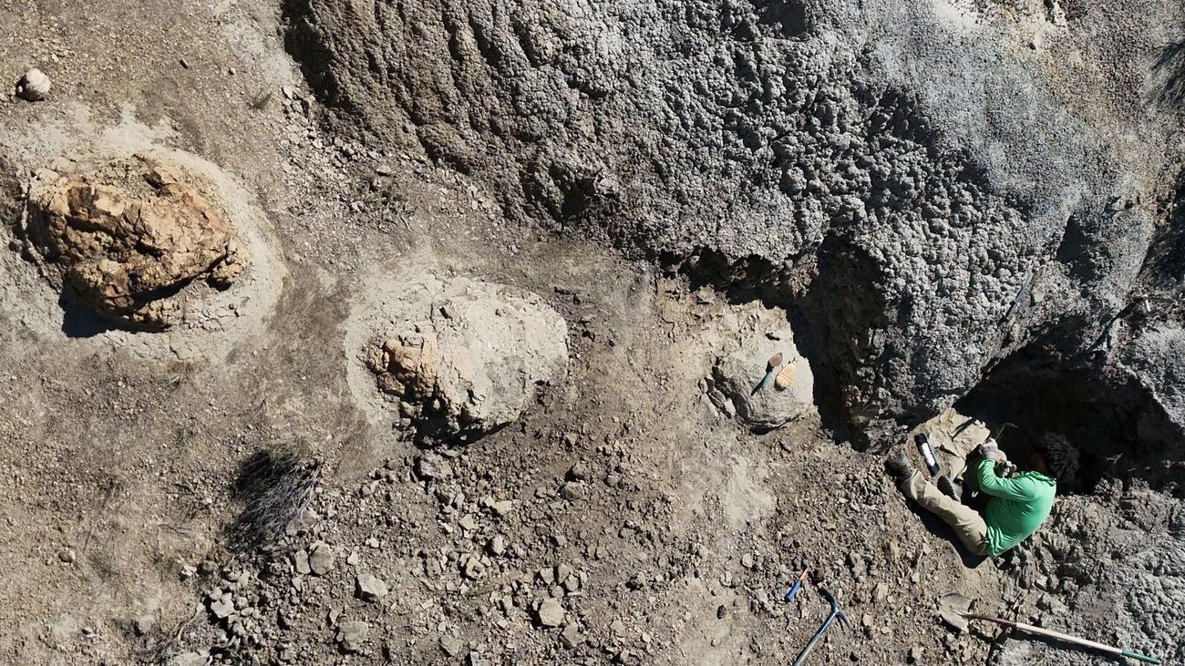 Gewaltige Abdrücke: 66,5 Millionen Jahre alte Spur eines T. rex entdeckt