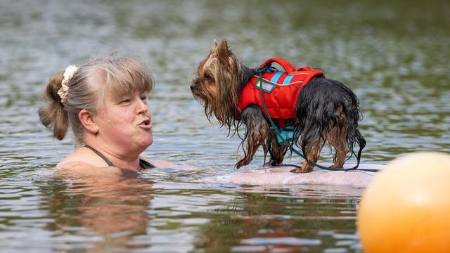 Tiere: Badespaß für Vierbeiner: Hundebaden hat in Dresden Premiere
