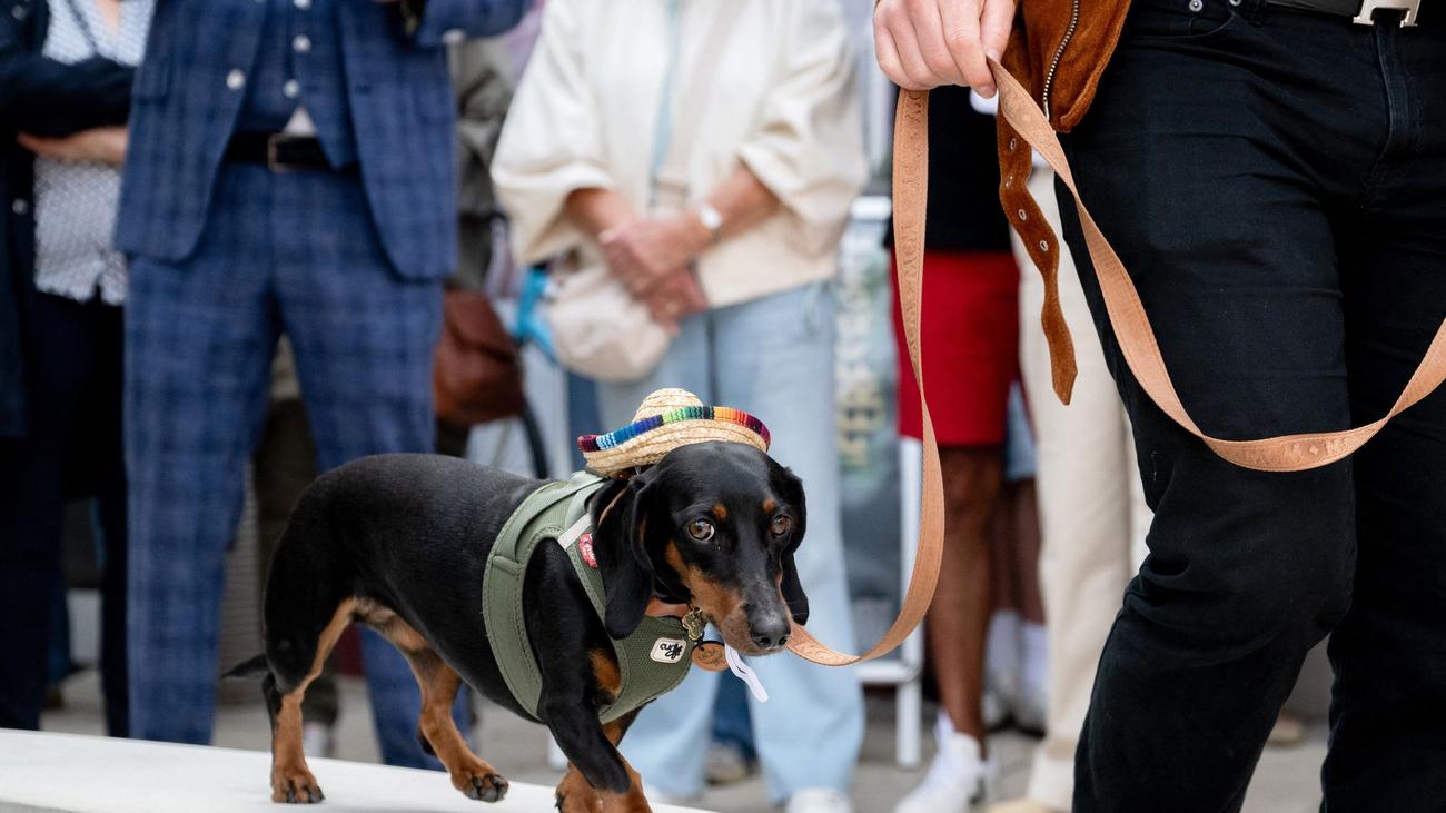 Tiere: Dackel auf dem Catwalk