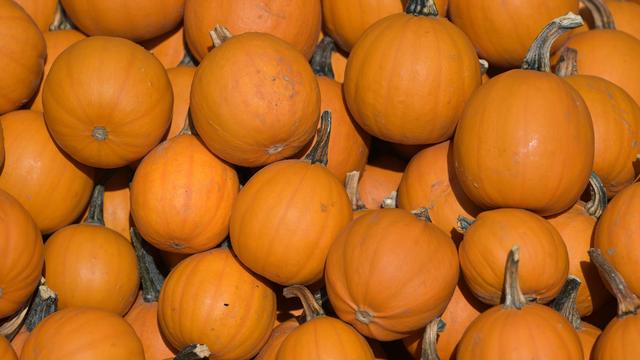 Beliebte Herbstfrucht: Landwirte erwarten durchschnittliche Kürbis-Ernte