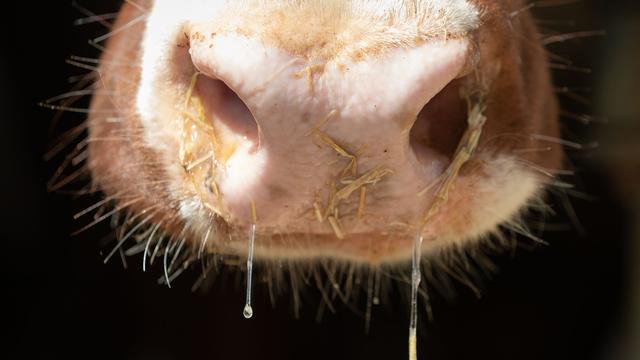Keine Meldepflicht: Shamonda-Virus bei Rindern in NRW nachgewiesen