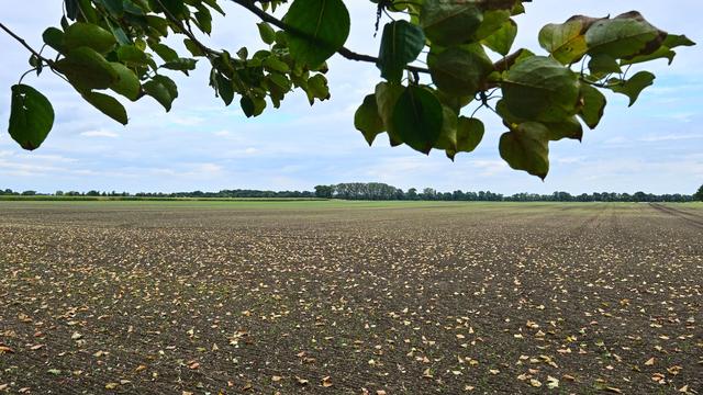 Wetter: Wechselhaftes Wetter in Berlin und Brandenburg erwartet