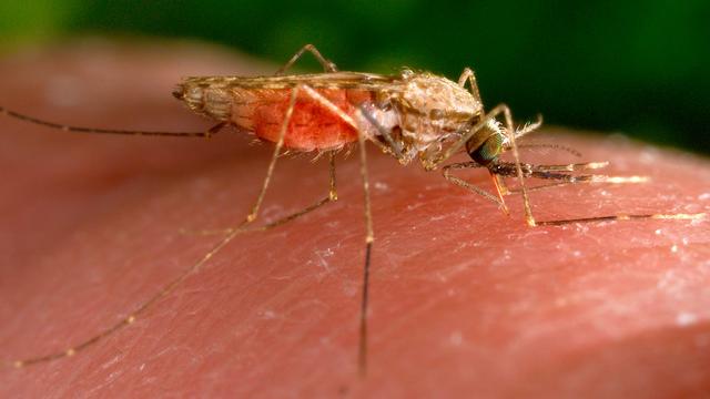 Krankheiten: Zwei Anwohner des Frankfurter Flughafens an Malaria erkrankt