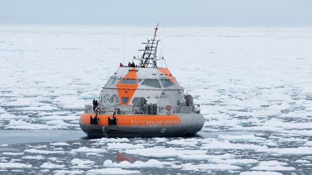 Drift durchs Eis: «ISS der Arktis» auf Expedition - Hund warnt vor Eisbären