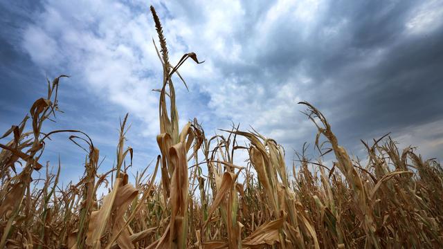 Klimawandel: Jetzt amtlich: Sommer mit Hitzerekorden in Bayern