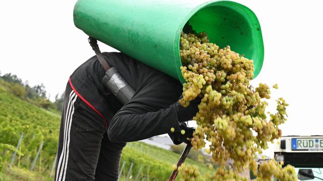 Weinbau: Sehr frühe Weinlese – Verbände: kleine Beeren, gute Qualität