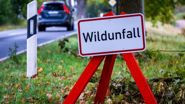 Verkehr: Wildunfälle auf Thüringens Straßen - das rät die Polizei