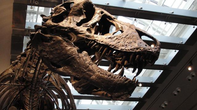 Temperaturbestimmung beim Dino: Zahnanalyse bestätigt: Der T. rex war Warmblüter