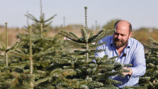 Weihnachten: Vorbereitungen in Weihnachtsbaum-Plantagen laufen
