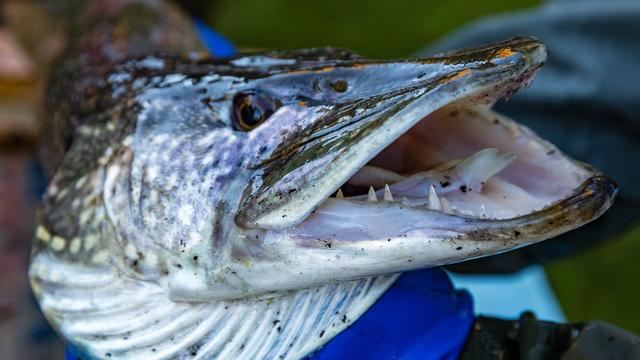 Verordnung: An MV-Küste nur noch ein Hecht pro Tag und Angler erlaubt