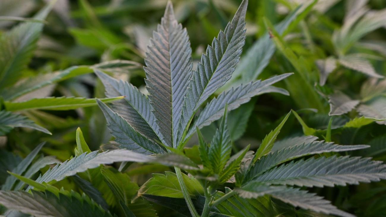 Plantage entdeckt: Mehr als erlaubt: Cannabis im Garten einer 80-Jährigen