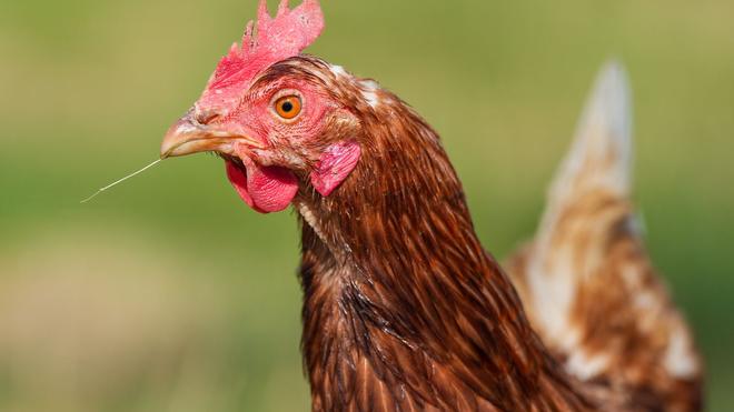 Verkehrsunfall im Nebel: Bei dem Unfall ist kein Huhn zu Schaden gekommen - und der Autofahrer auch nicht. (Symbolbild)