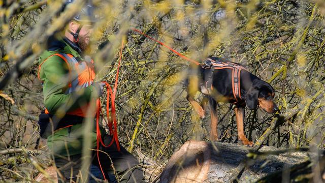 Schädlinge: Jagd auf Baumschädling: Neuer Fund eines Laubholzbockkäfers