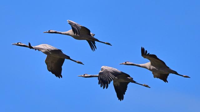 Auf dem Weg in den Süden: Kraniche fliegen über Hessen: Nabu ruft zum Zählen auf